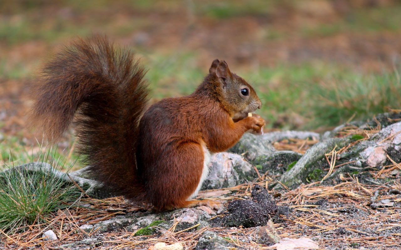 Рыжая белка с пушистым хвостом