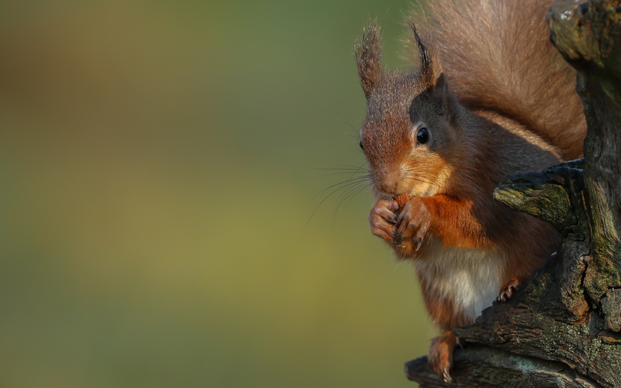 Fluffy red squirrel nibbles a nut on a tree