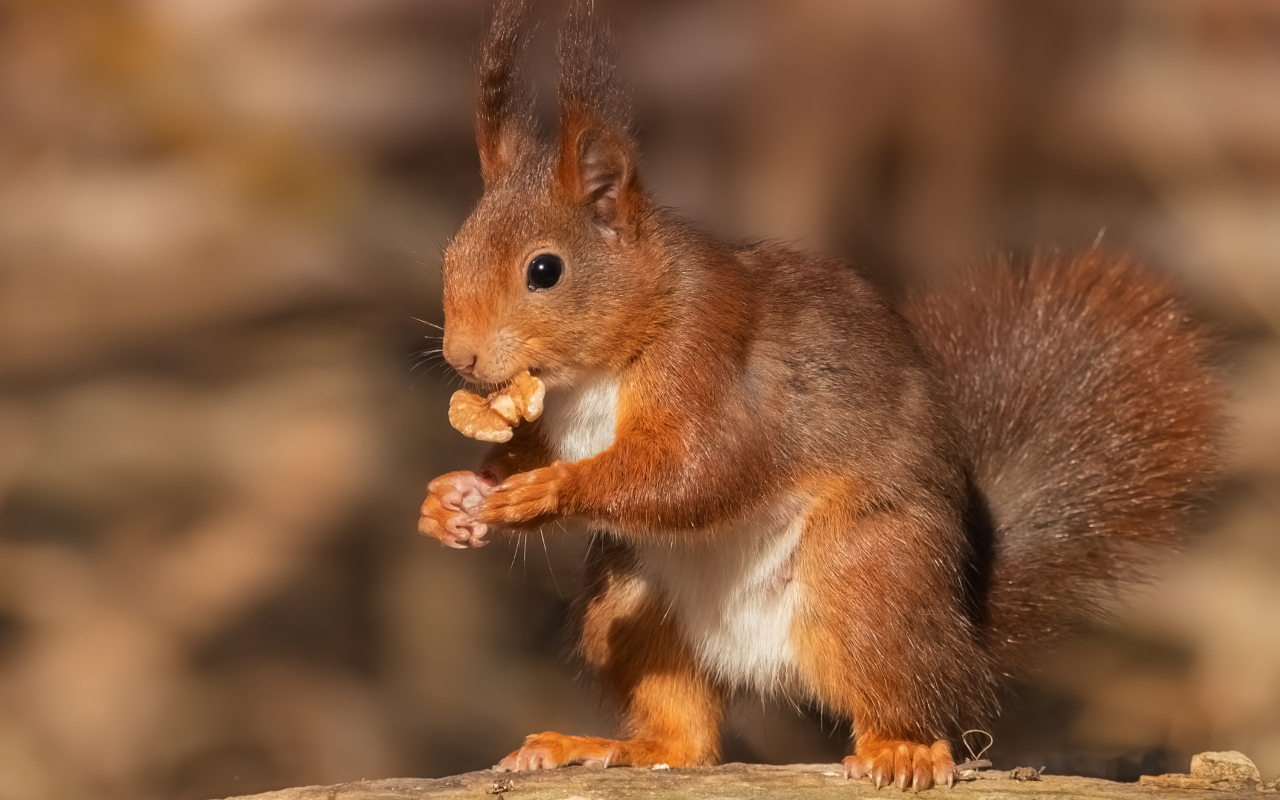 Funny red squirrel nibbles a walnut on a stump