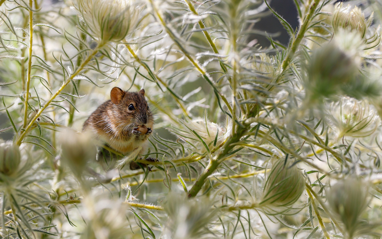 Маленькая серая мышка грызет орех в траве