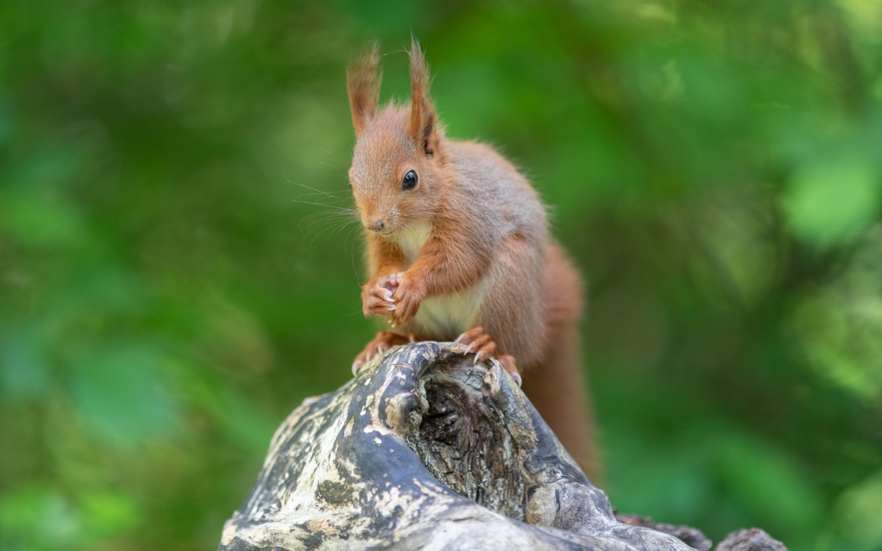 Маленькая рыжая белка грызет орех на коряге 