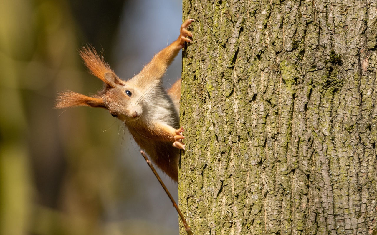 Red-haired funny squirrel hanging on a tree Desktop wallpapers 1280x800