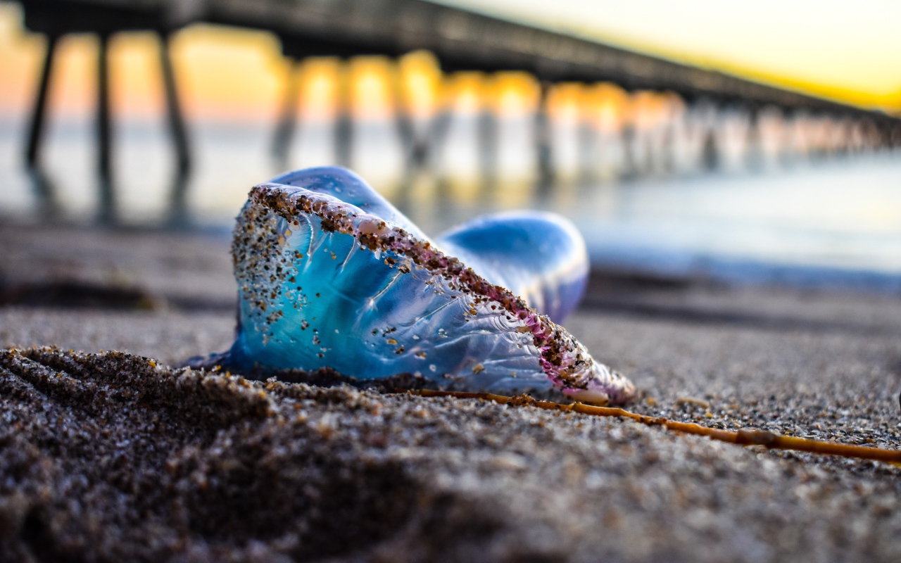 Голубая медуза лежит на песке у моря