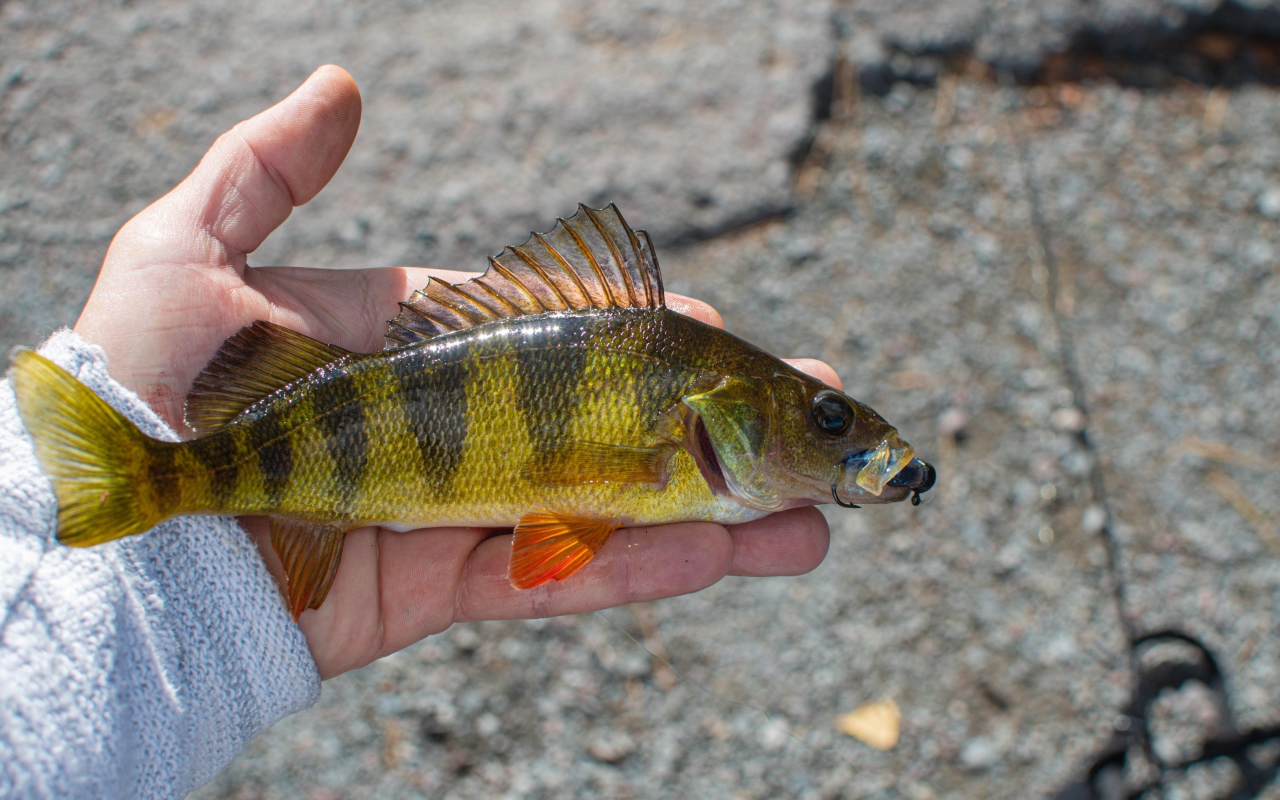 Рыба ерш на руке рыбака
