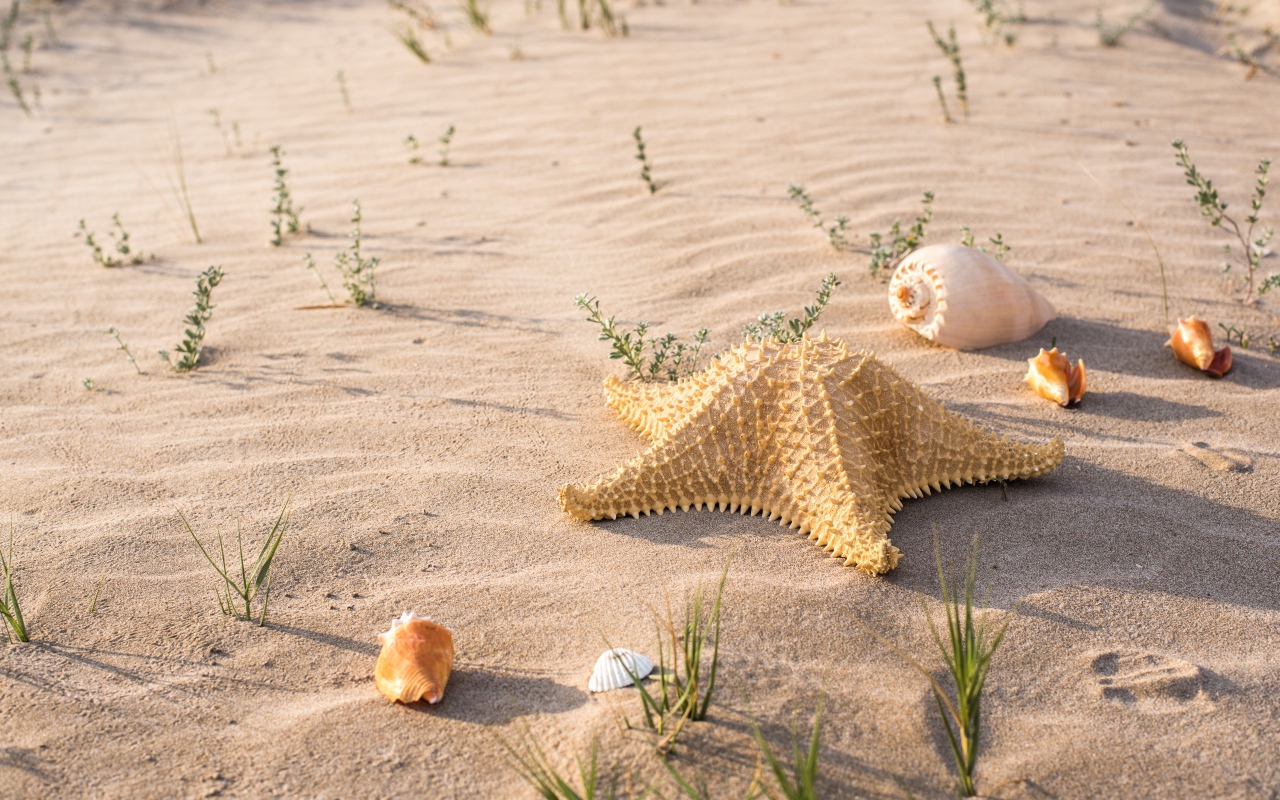 Морская звезда и ракушки на песке в лучах солнца 