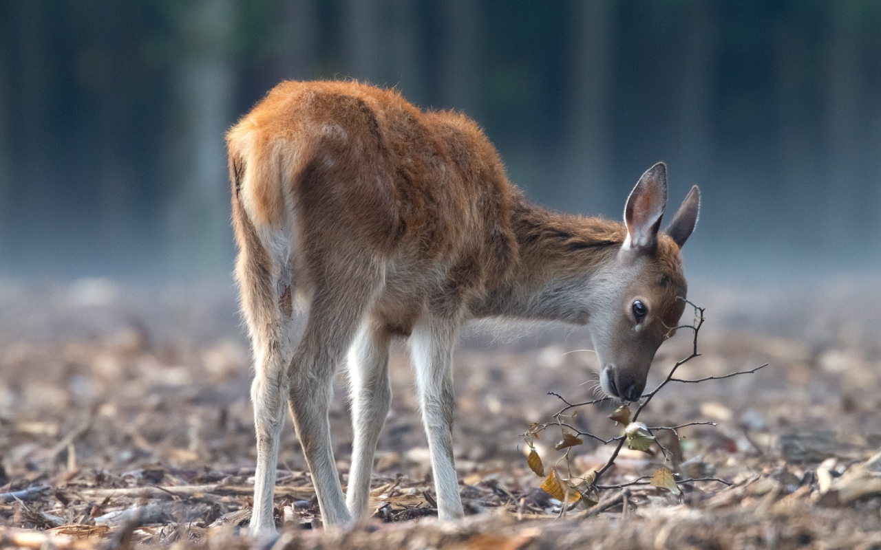 Самка оленя пасется в лесу