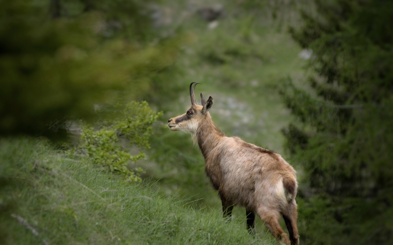 Серна гуляет по зеленой траве 