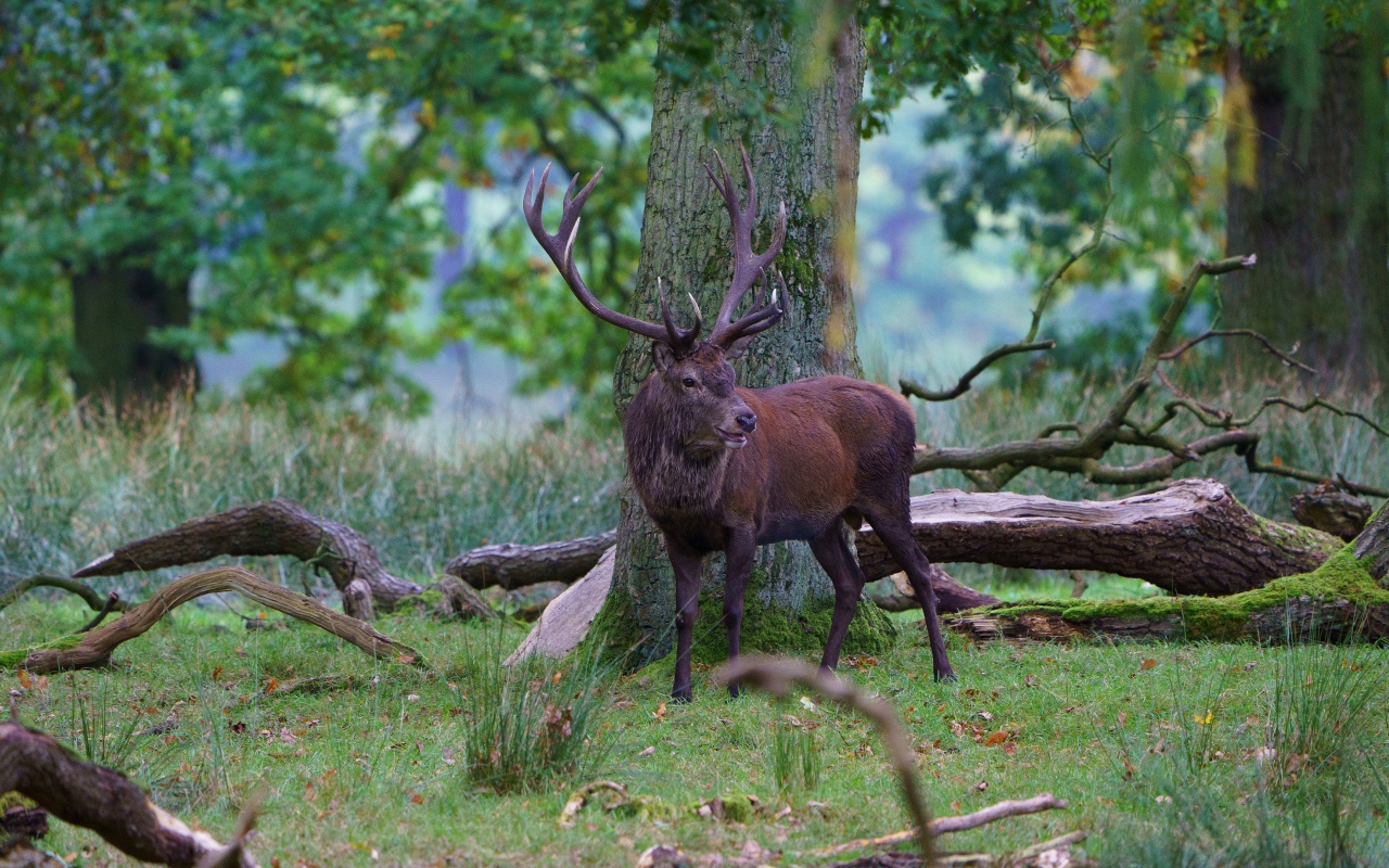 Олень с большими рогами в лесу у дерева 