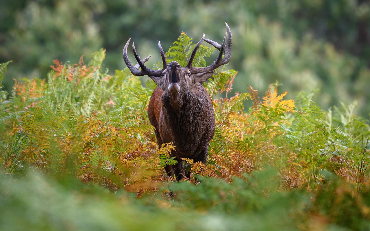Лесной олень с большими рогами кричит в зарослях
