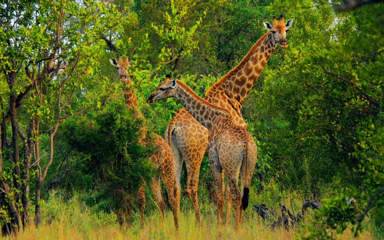 Большие жирафы срывают листву с деревьев 