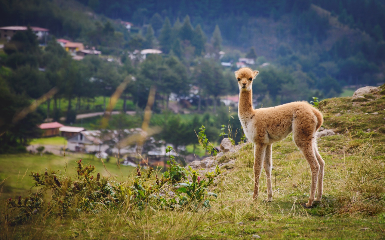 Маленькая викунья пасется на траве