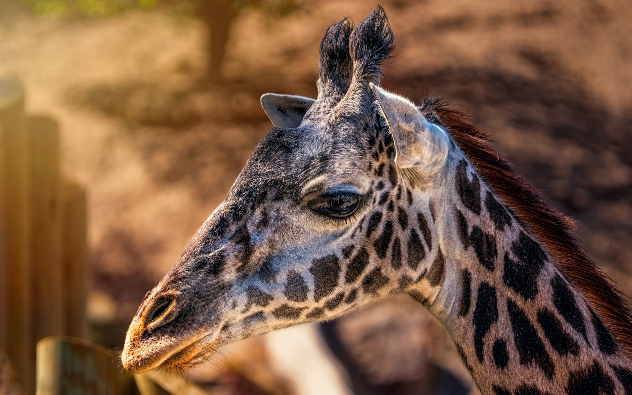 Голова пятнистого жирафа крупным планом