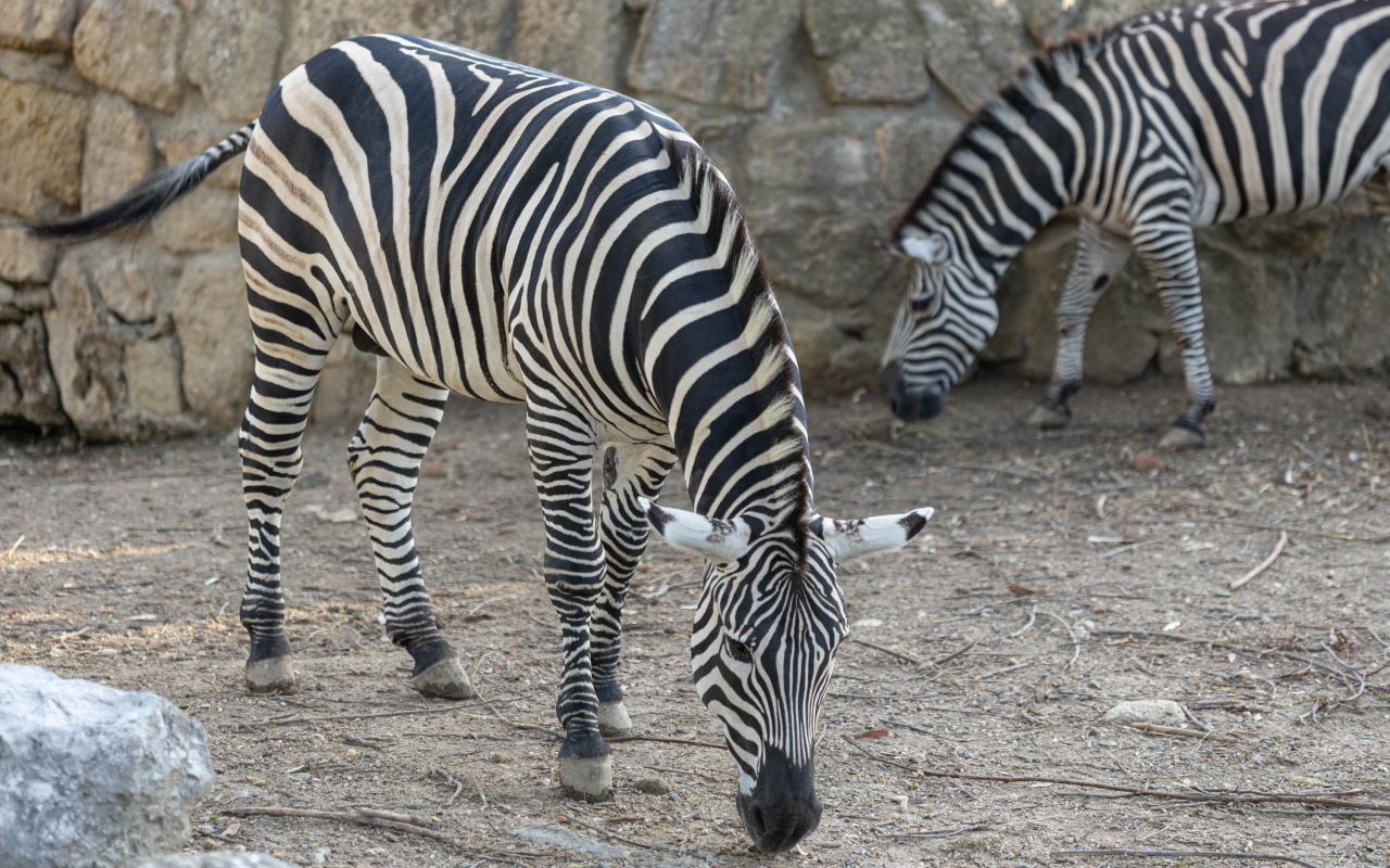 Две полосатые зебры в зоопарке