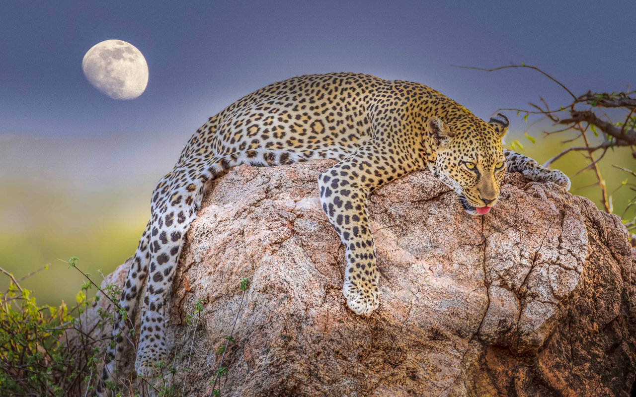Уставший леопард лежит на камне на фоне луны 