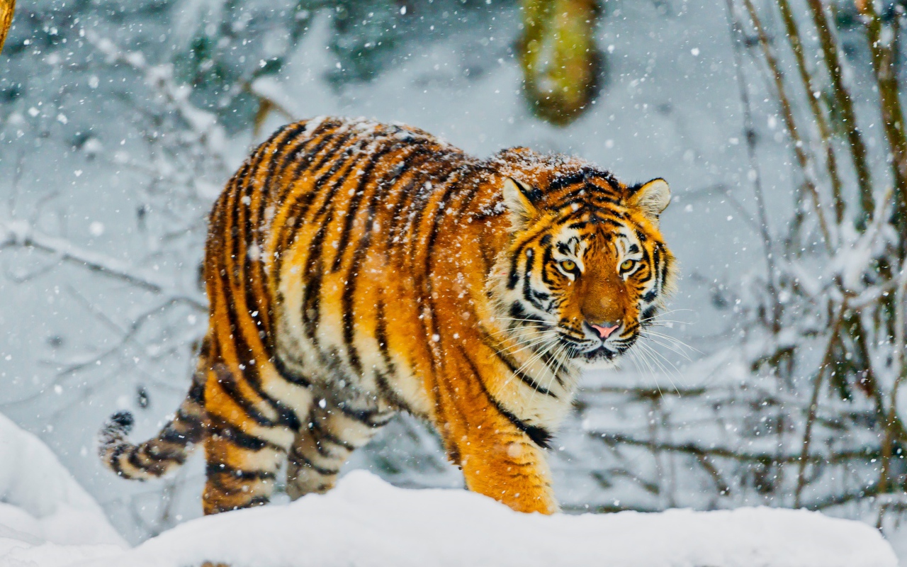 Большой амурский тигр идет по заснеженному лесу