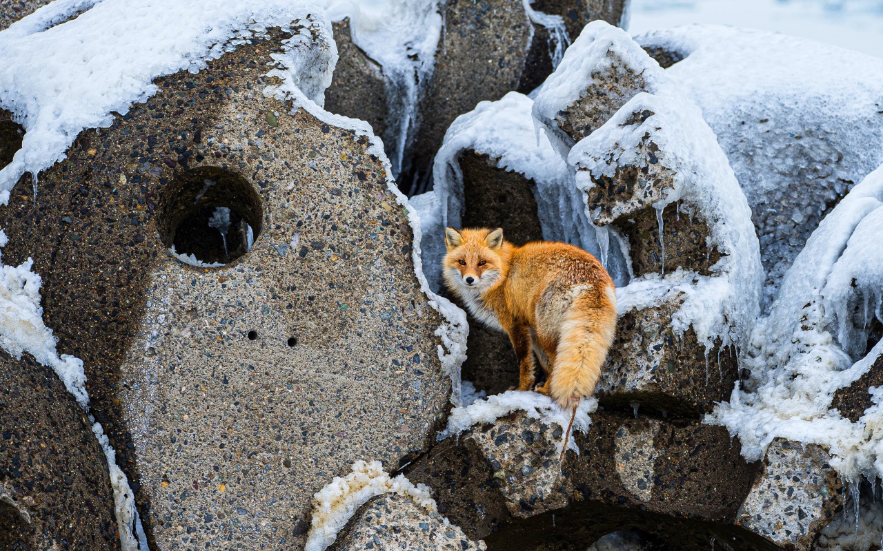 Большая рыжая лиса на камнях зимой