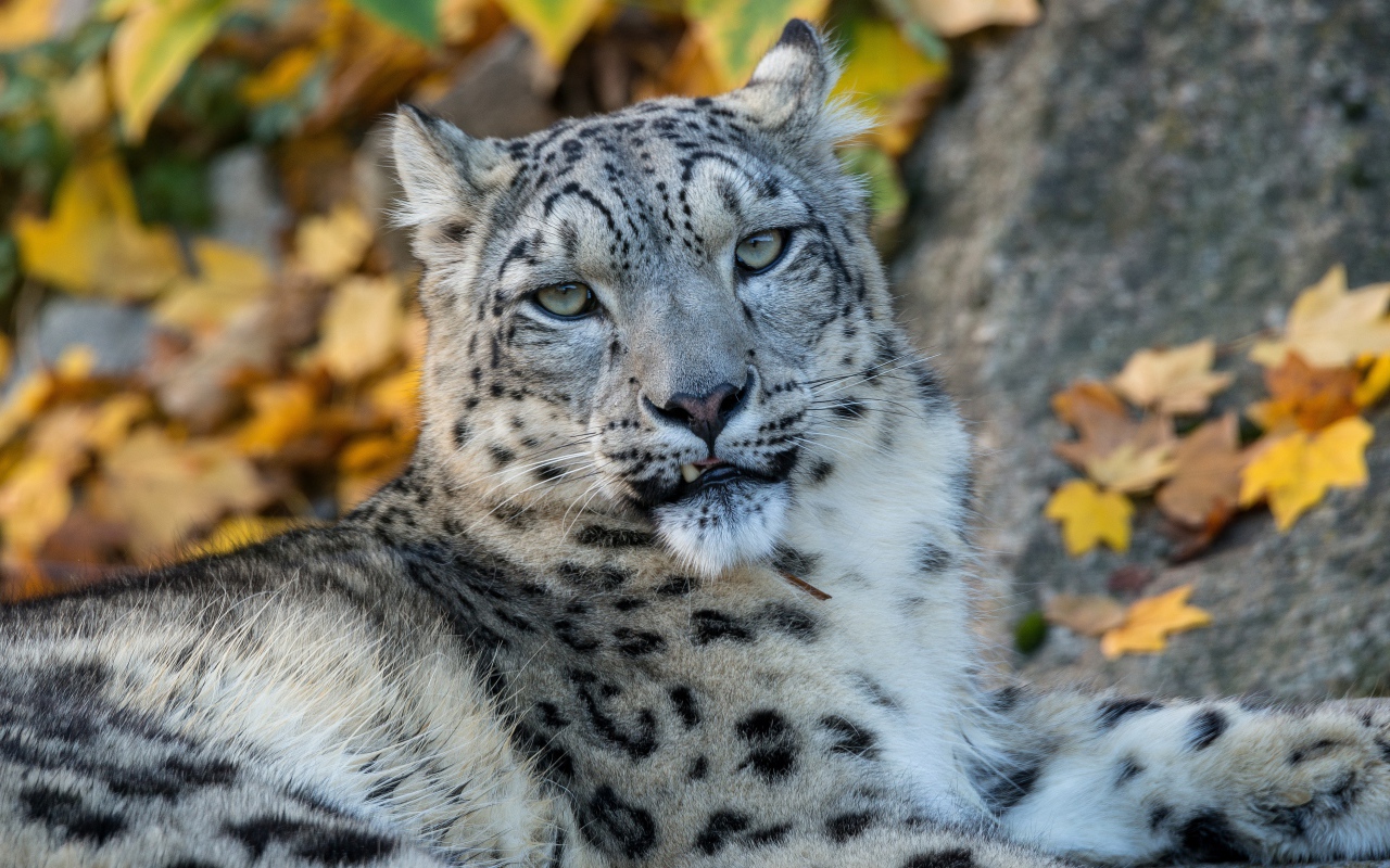 Big spotted snow leopard lies on the ground in autumn