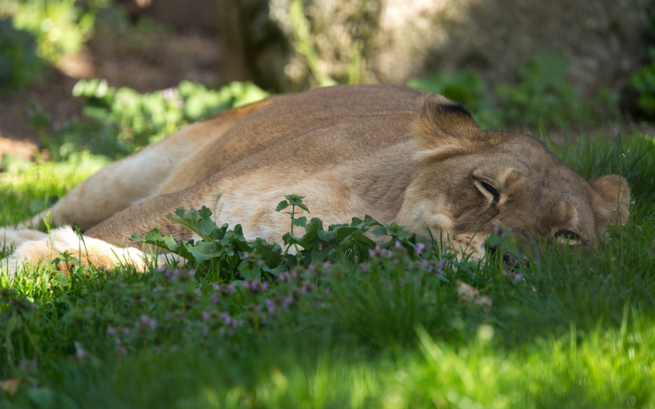 Большая уставшая  львица лежит на зеленой траве