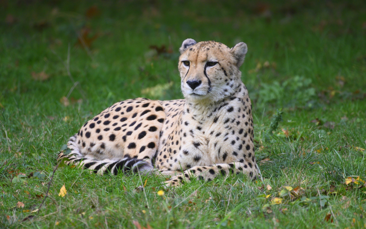 Гепард лежит на зеленой траве 