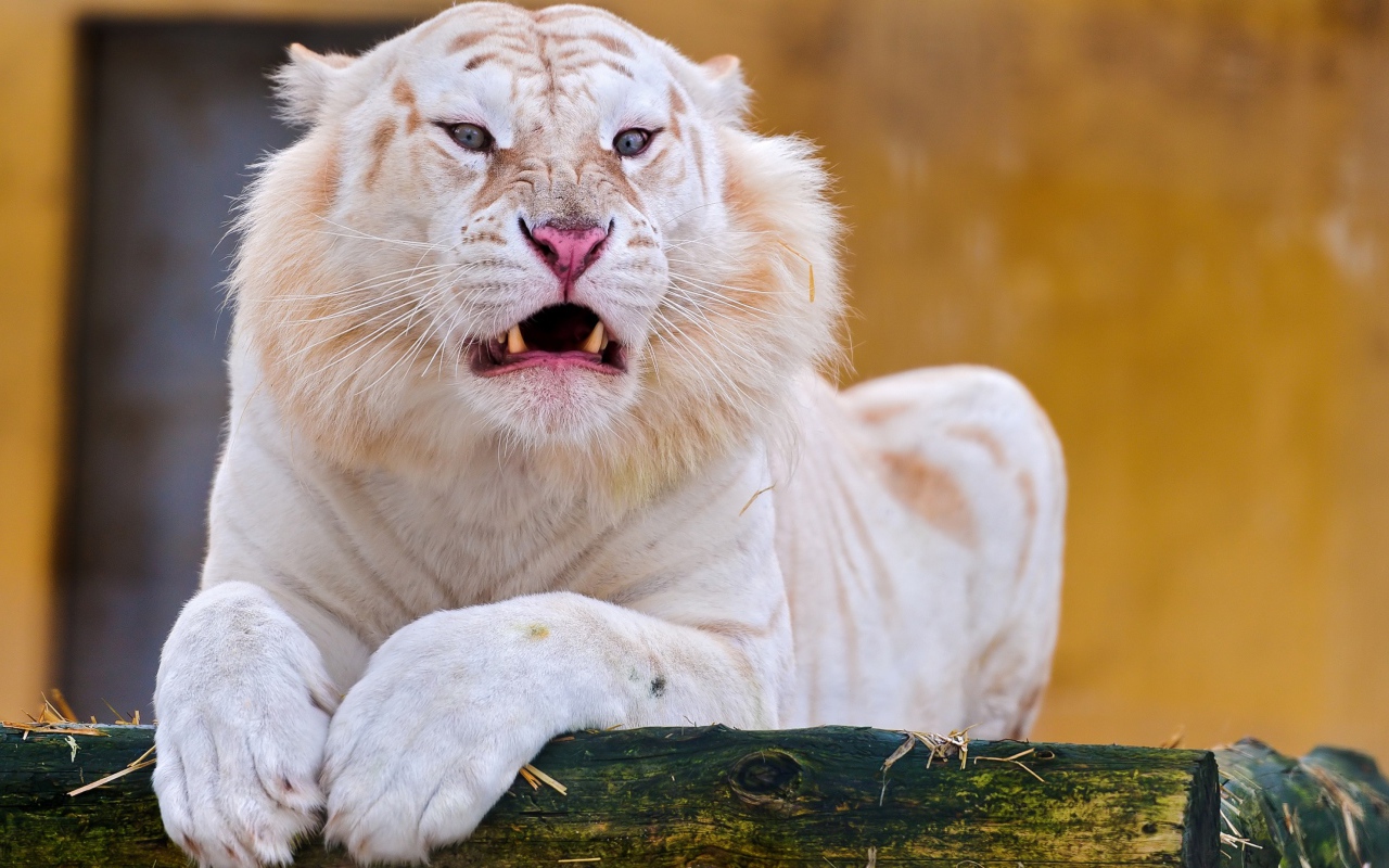 Острые клыки грозного белого тигра 