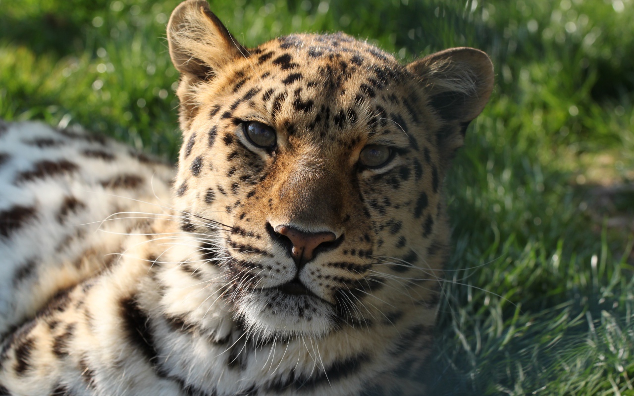 Пятнистый леопард лежит на зеленой траве в лучах солнца 