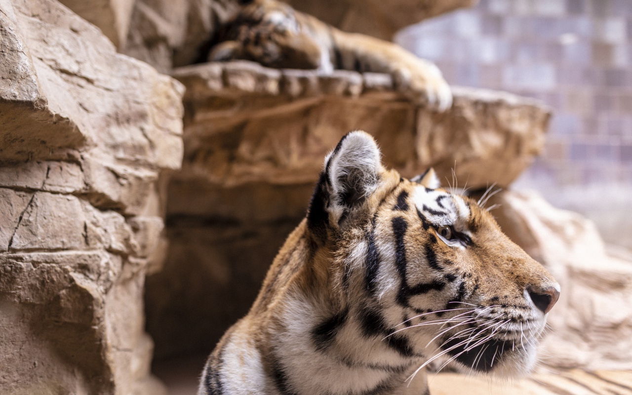 Морда полосатого тигра у камней в зоопарке 