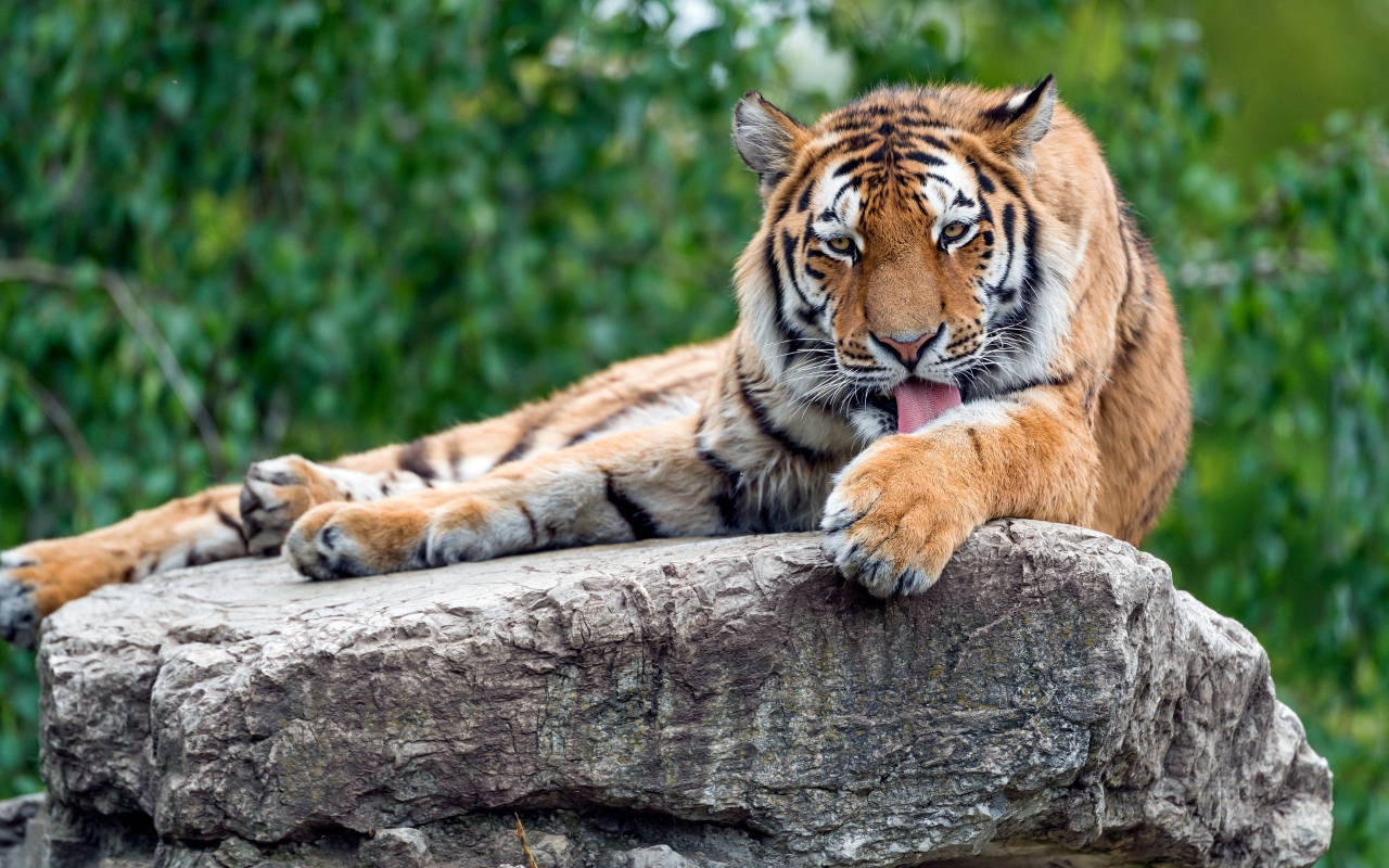 Полосатый тигр умывается на камне 