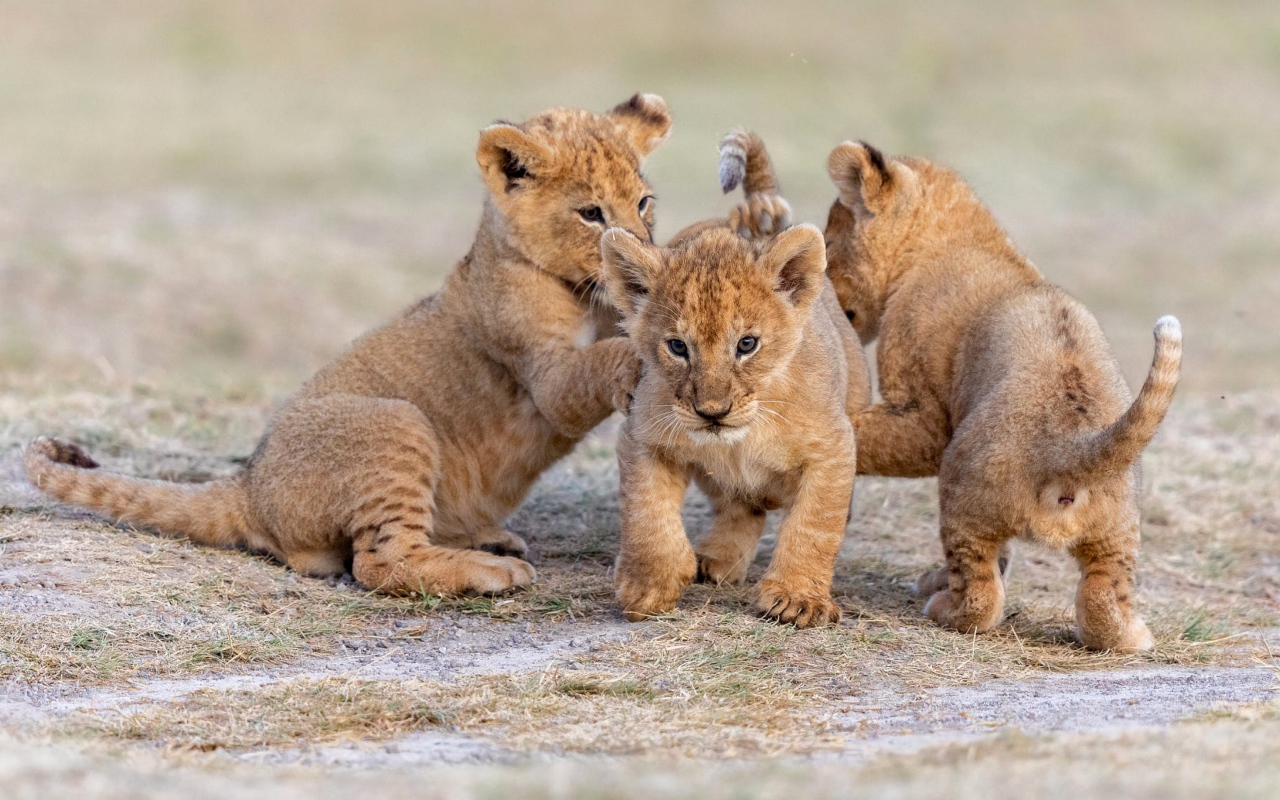 Три маленьких львенка играют на земле
