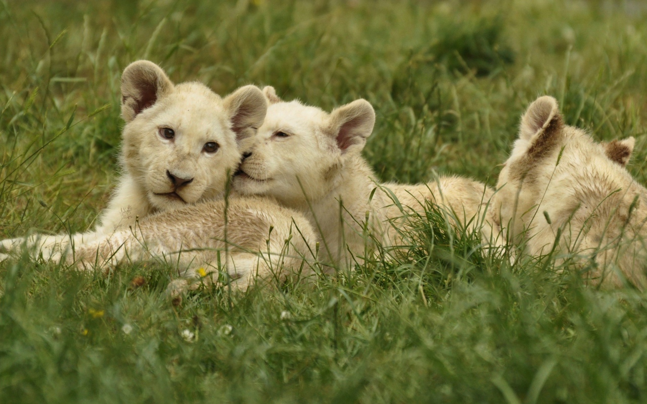 Три маленьких белых львенка лежат на зеленой траве