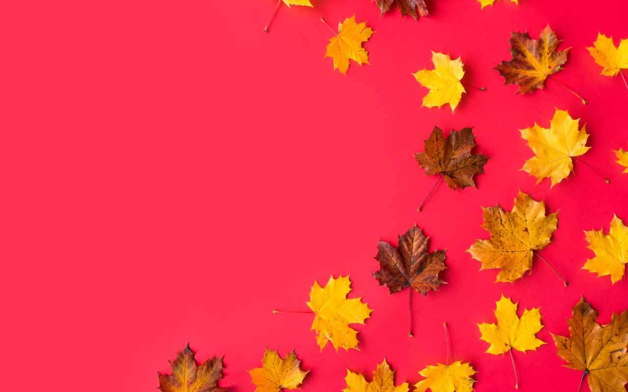 Опавшие осенние кленовые листья на красном фоне