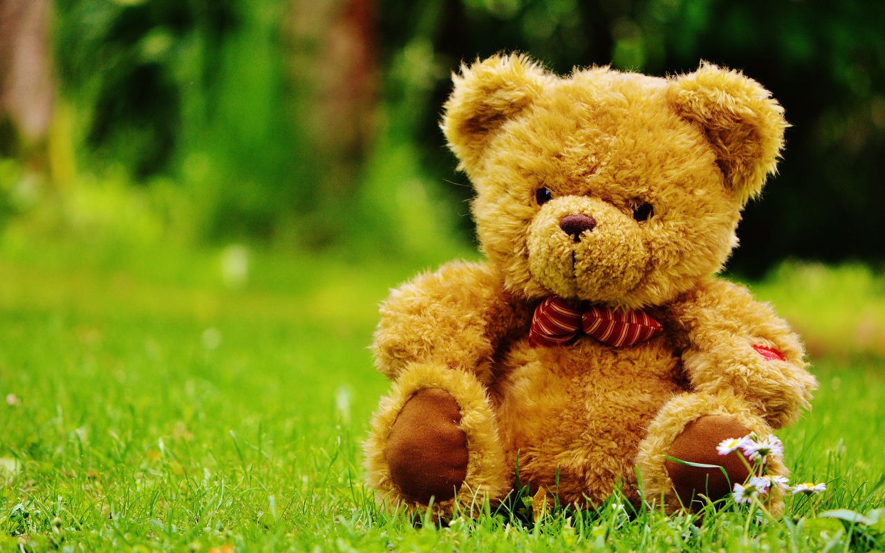 Beautiful teddy bear on green grass