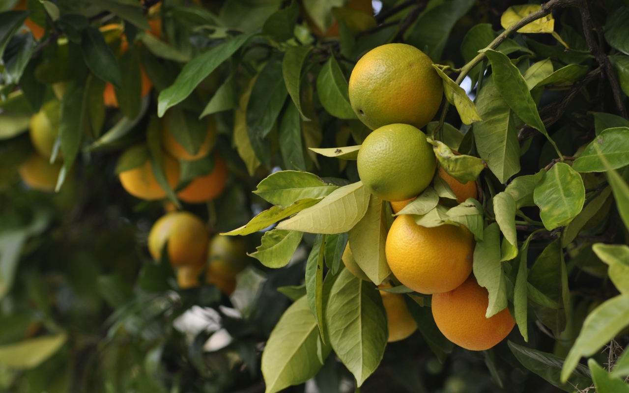 Big oranges ripen on the branches