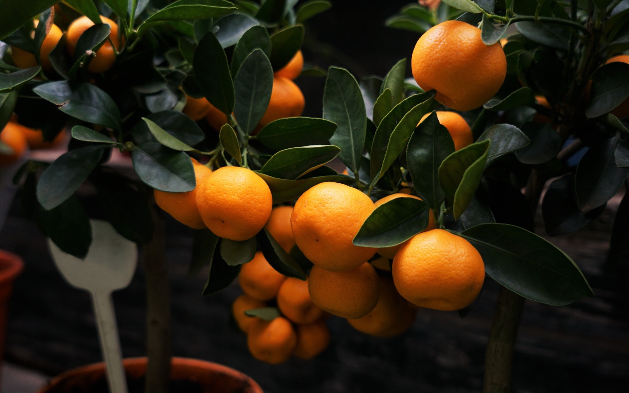 Много спелых плодов мандарина на дереве 