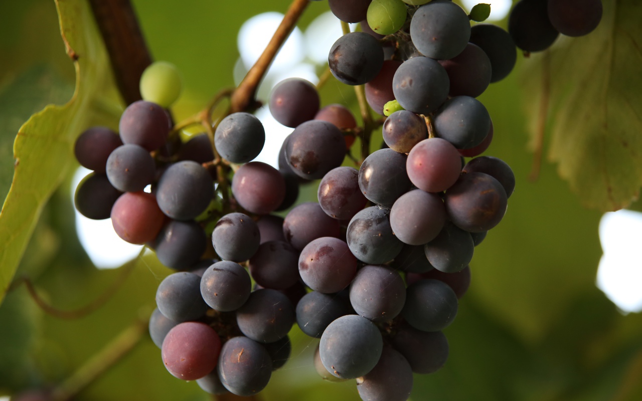 Розовый виноград Лидия на лозе 