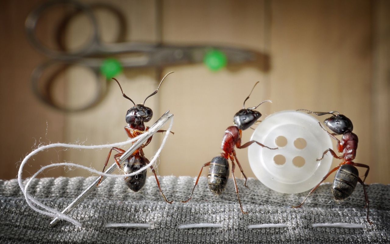 Три муравья пришивают пуговицу