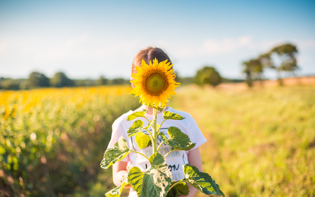 Девушка прячется за цветком подсолнуха летом