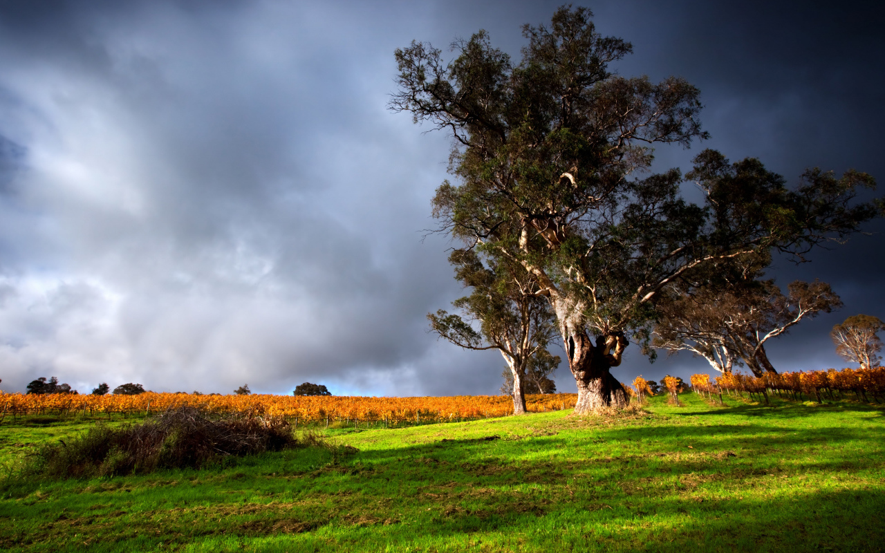 Высокое дерево под грозовым небом 