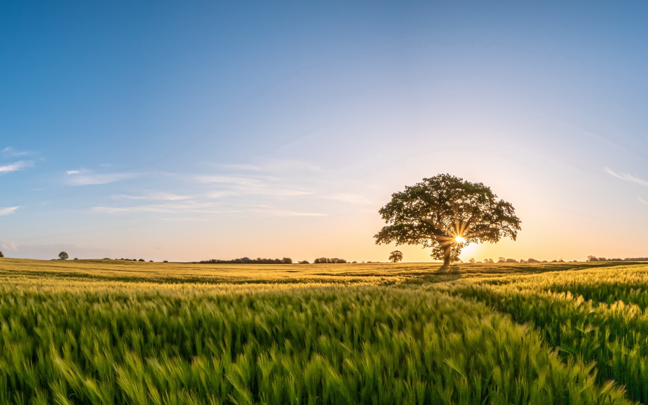 Большое дерево в лучах солнца на поле с пшеницей 