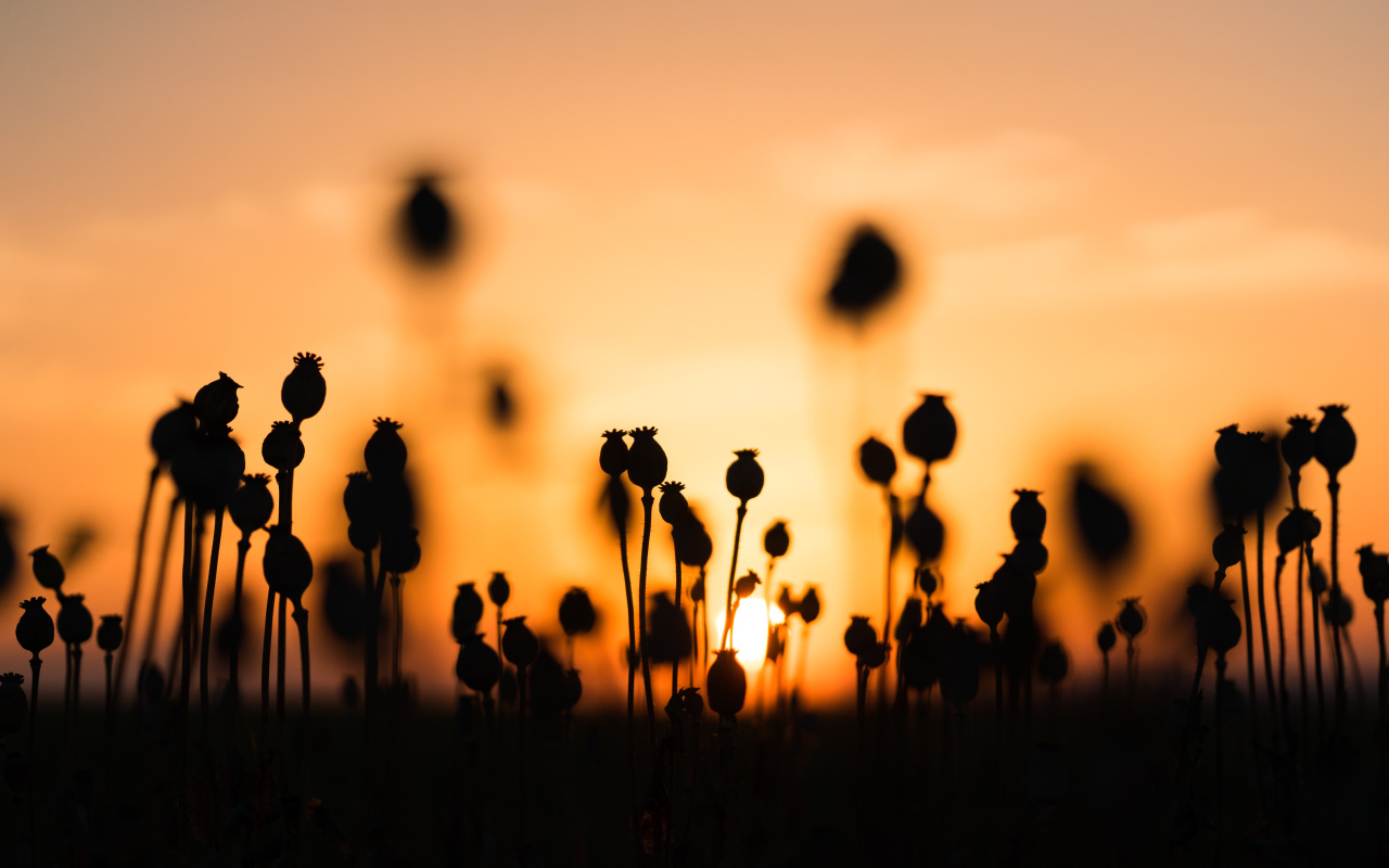 Коробочки мака в поле на рассвете 