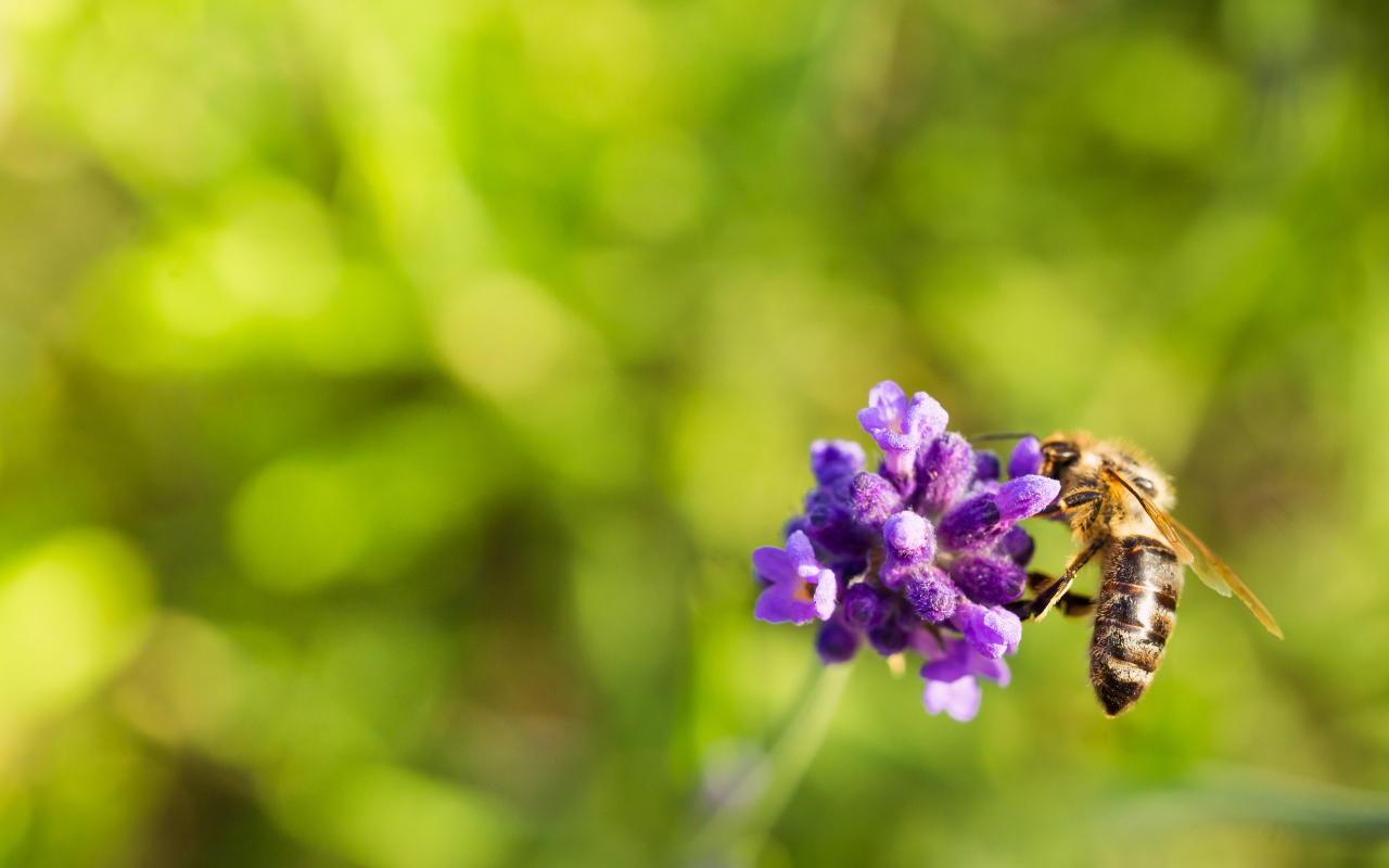 Пчела сидит на маленьком сиреневом цветке 
