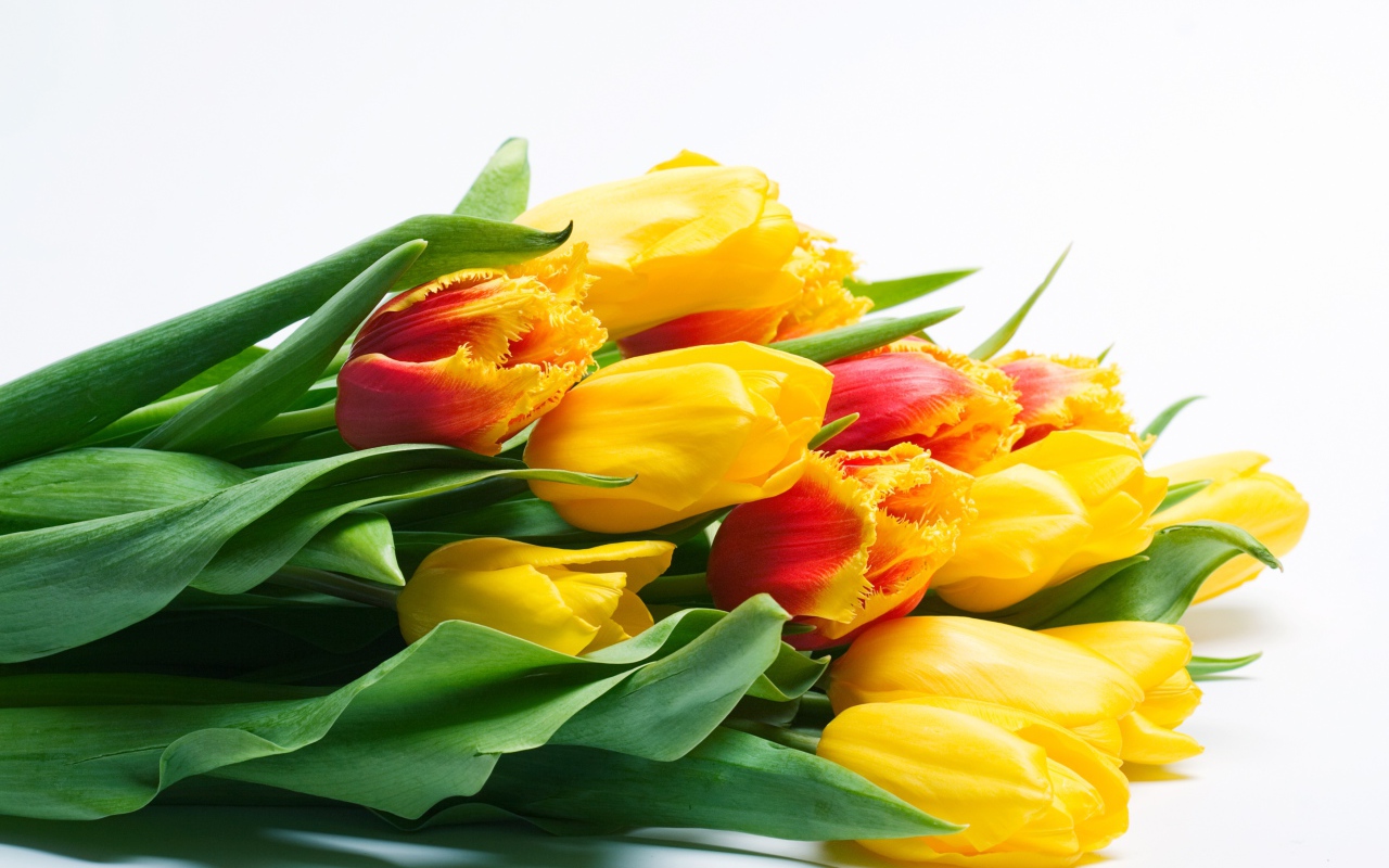 Большой букет желтых тюльпаном на белом фоне