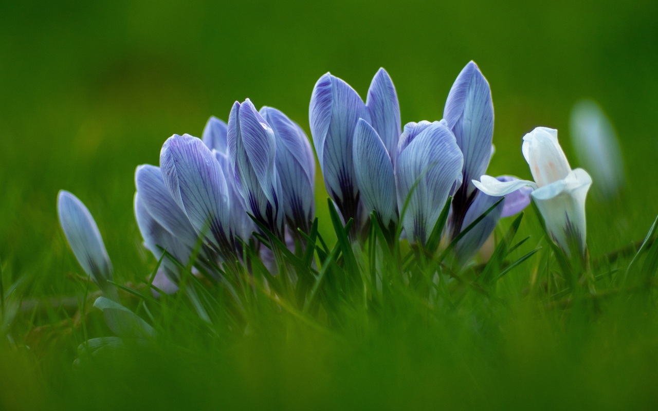 Много голубых цветов крокуса в зеленой траве 