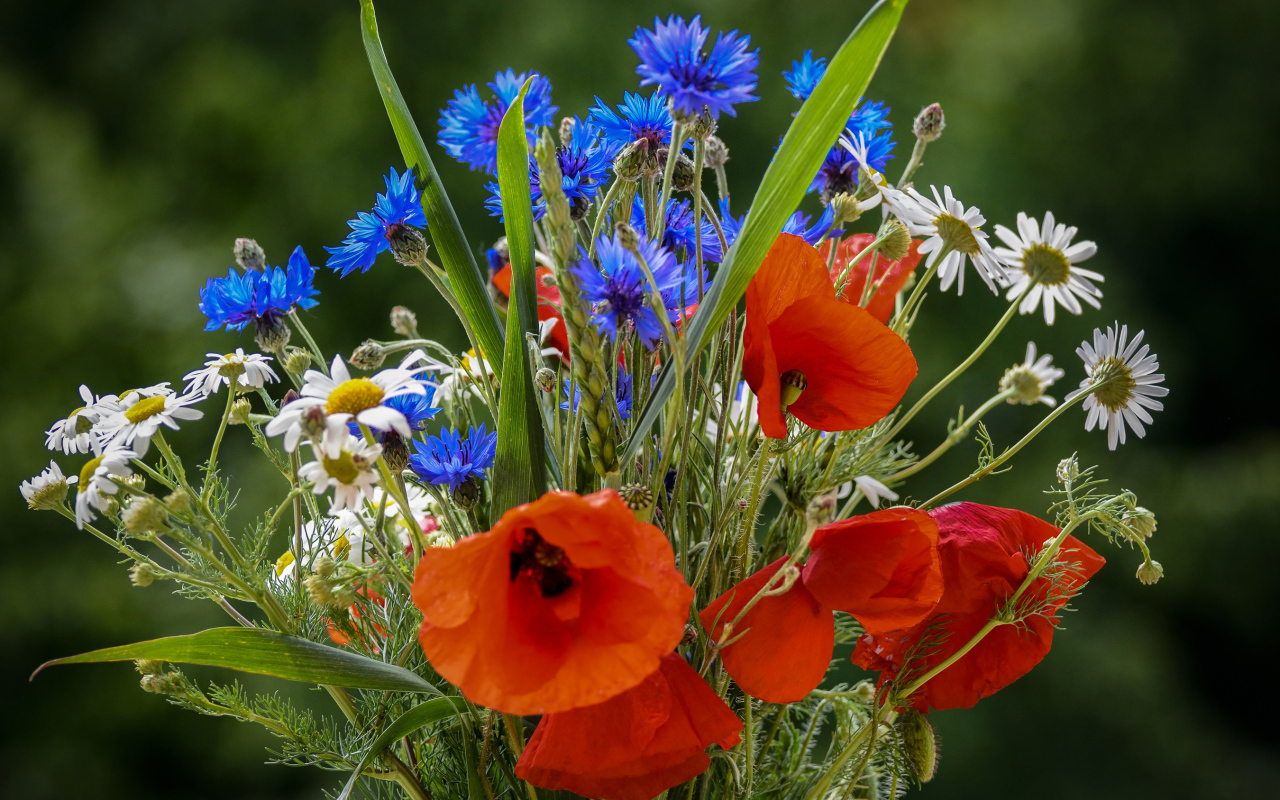 Красивый букет полевых маков, васильков и ромашек