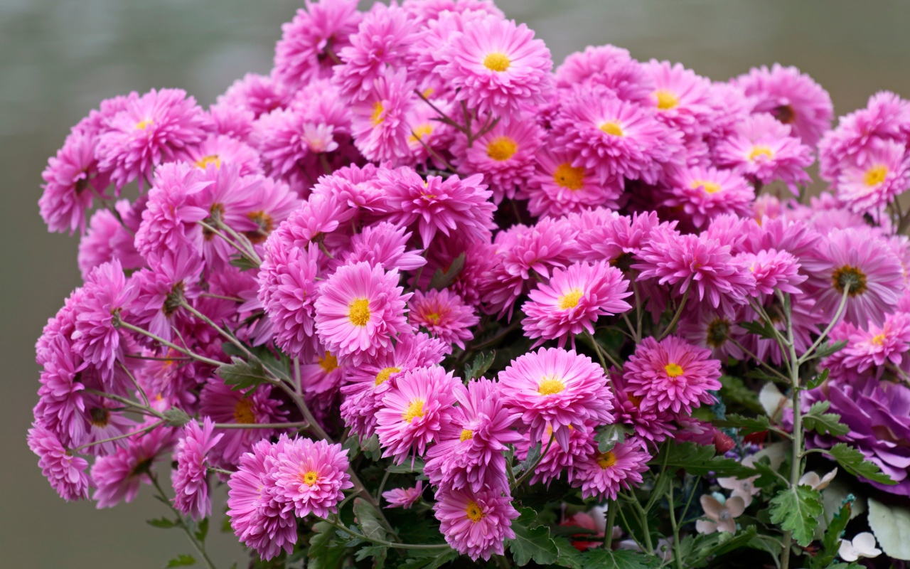 Красивый букет розовых цветов хризантемы 