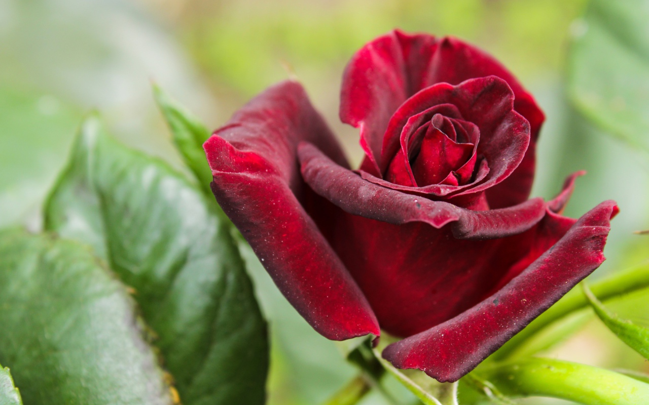 Красивая бордовая роза с зелеными листьями крупным планом