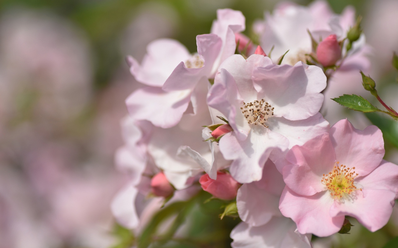 Красивые нежные розовые цветы розы