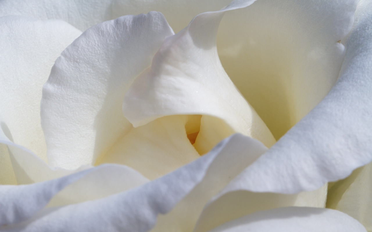 Красивые нежные белые лепестки розы крупным планом