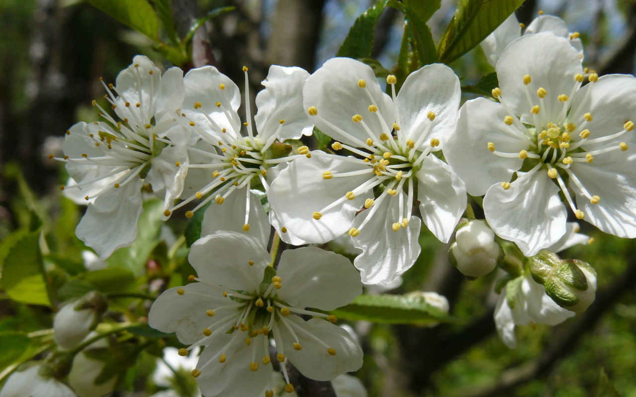 Красивые крупные белые цветы черешни на ветке 