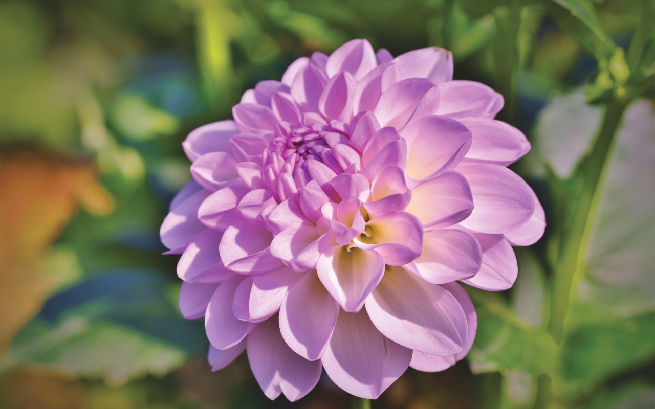 Красивый сиреневый нежный цветок садовой георгины