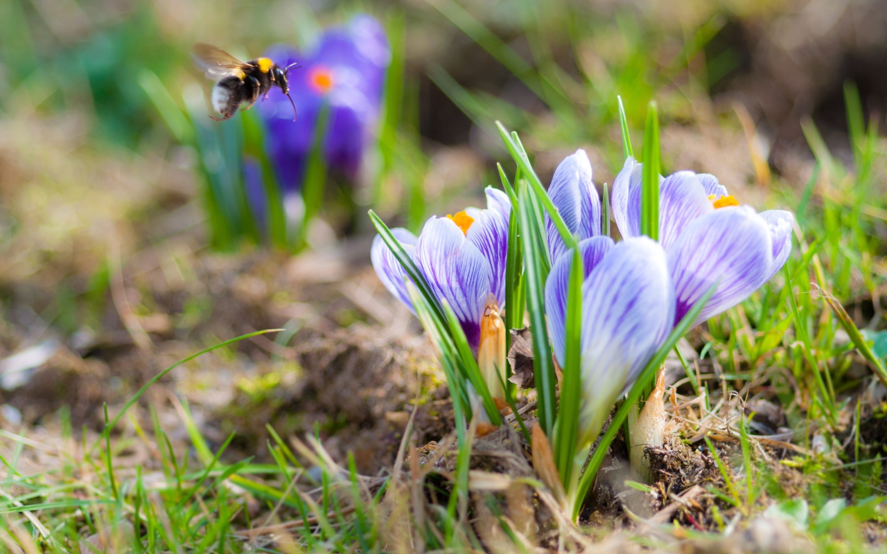 Красивые маленькие крокусы на поле с шмелем 